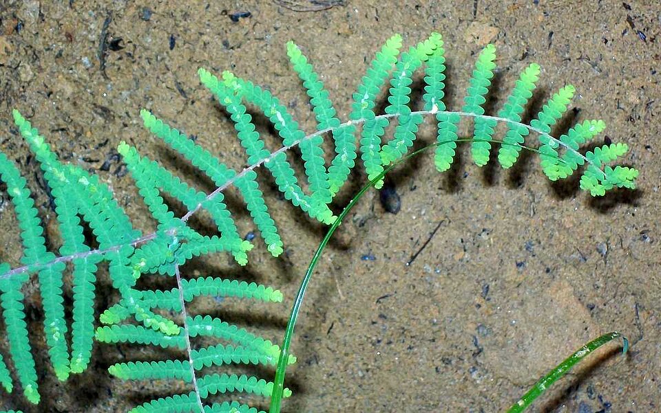 Gleichenia microphylla (scrambling coral-fern) (alternate view 7)