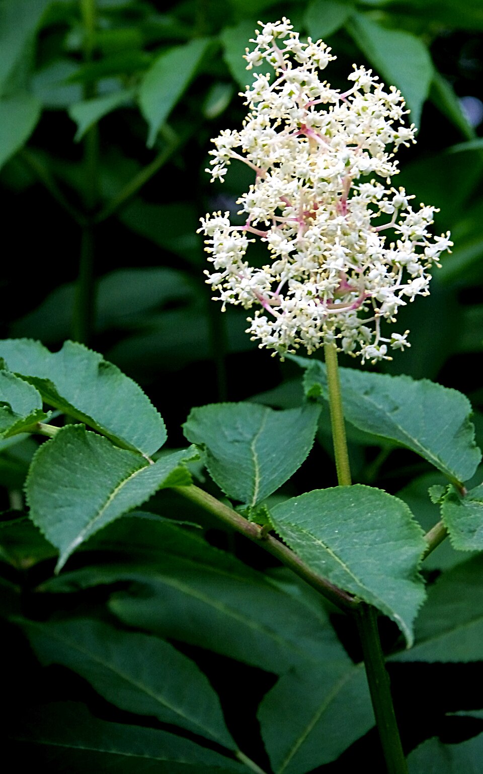 Sambucus racemosa (red elderberry)
