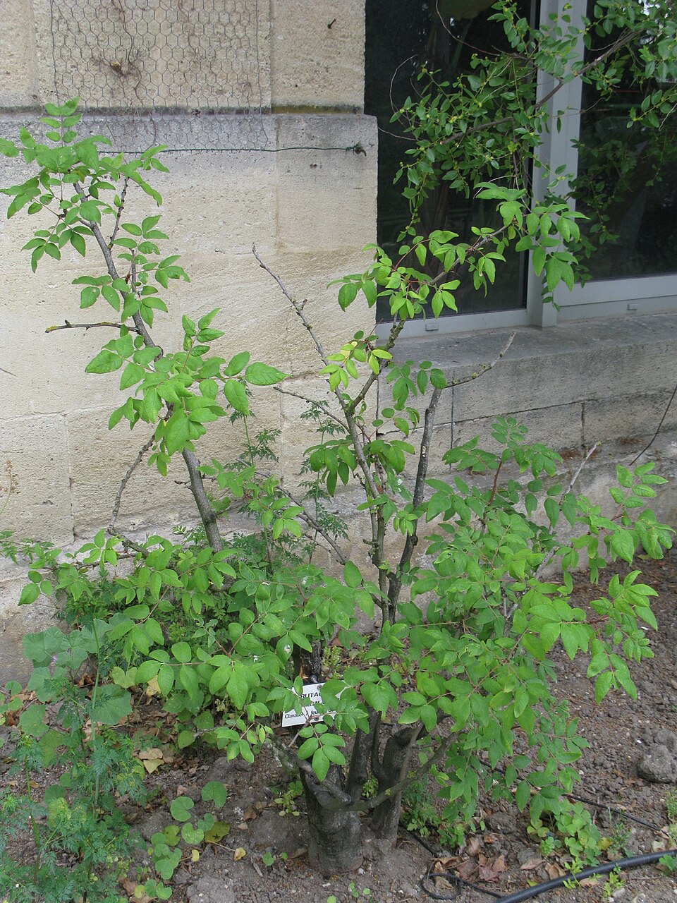 Zanthoxylum americanum (northern prickly ash) (alternate view 10)