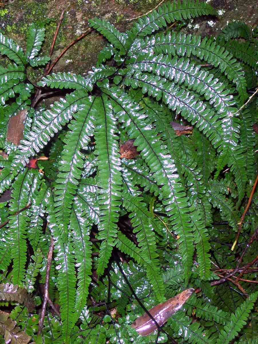 Adiantum hispidulum (Rough Maidenhair Fern) (alternate view 6)