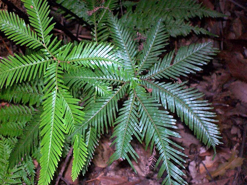 Sticherus flabellatus (Shiny fan fern)