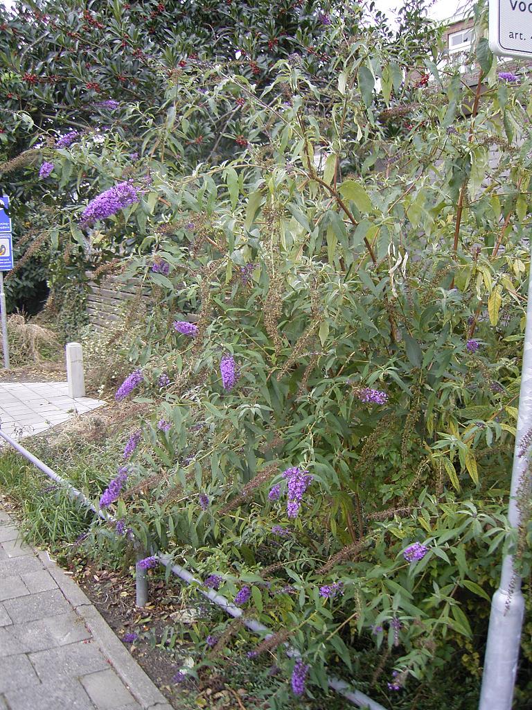 Buddleja davidii (butterfly bush) (alternate view 2)