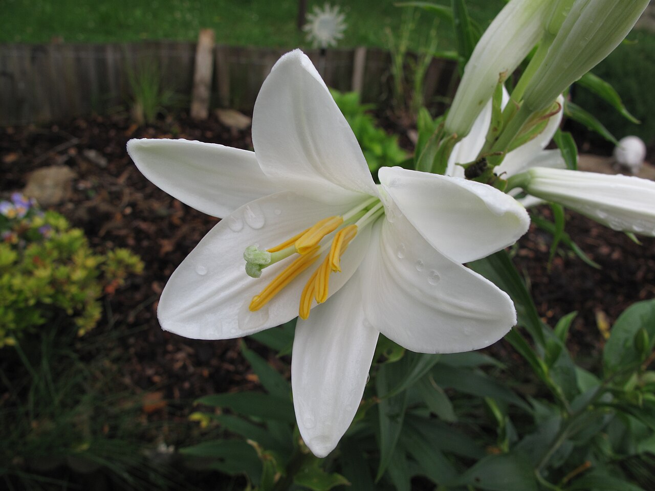 Lilium longiflorum, Easter lily — upright (Liliaceae) (image 3 of 8)