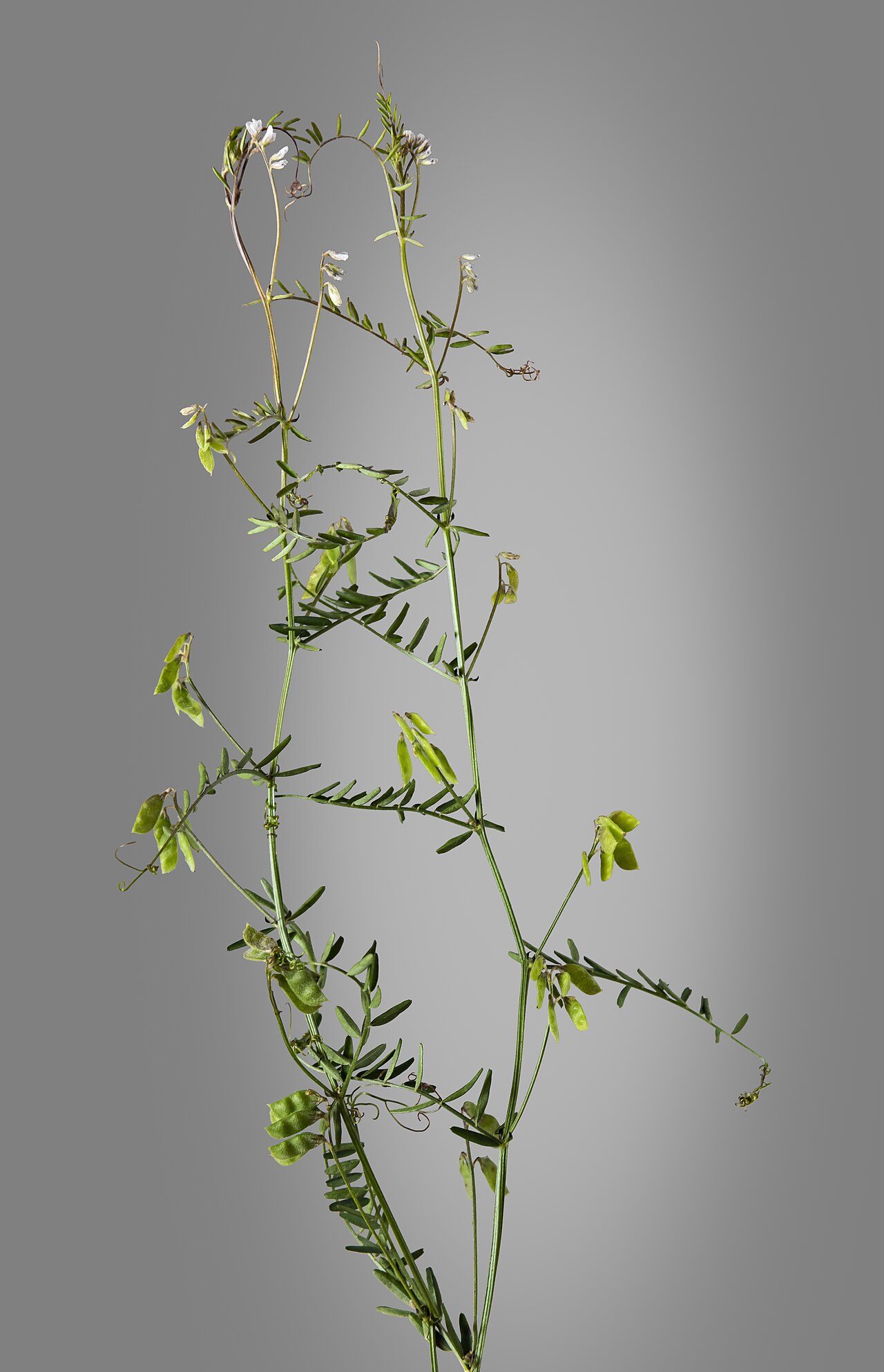 Vicia hirsuta (tiny vetch)