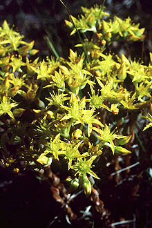 Sedum stenopetalum (Wormleaf Stonecrop) (alternate view 9)