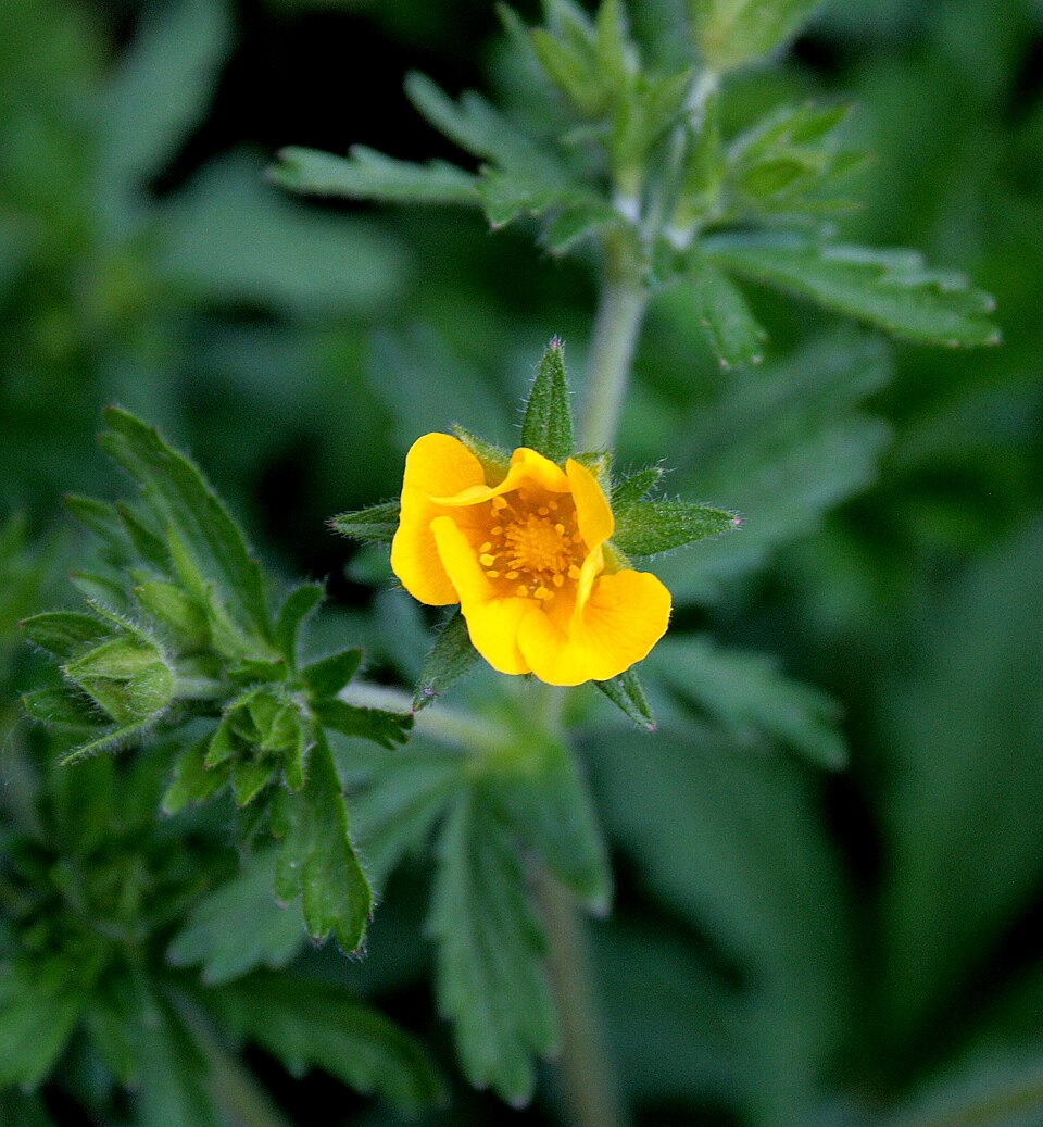 Potentilla recta (sulfur cinquefoil) (alternate view 7)