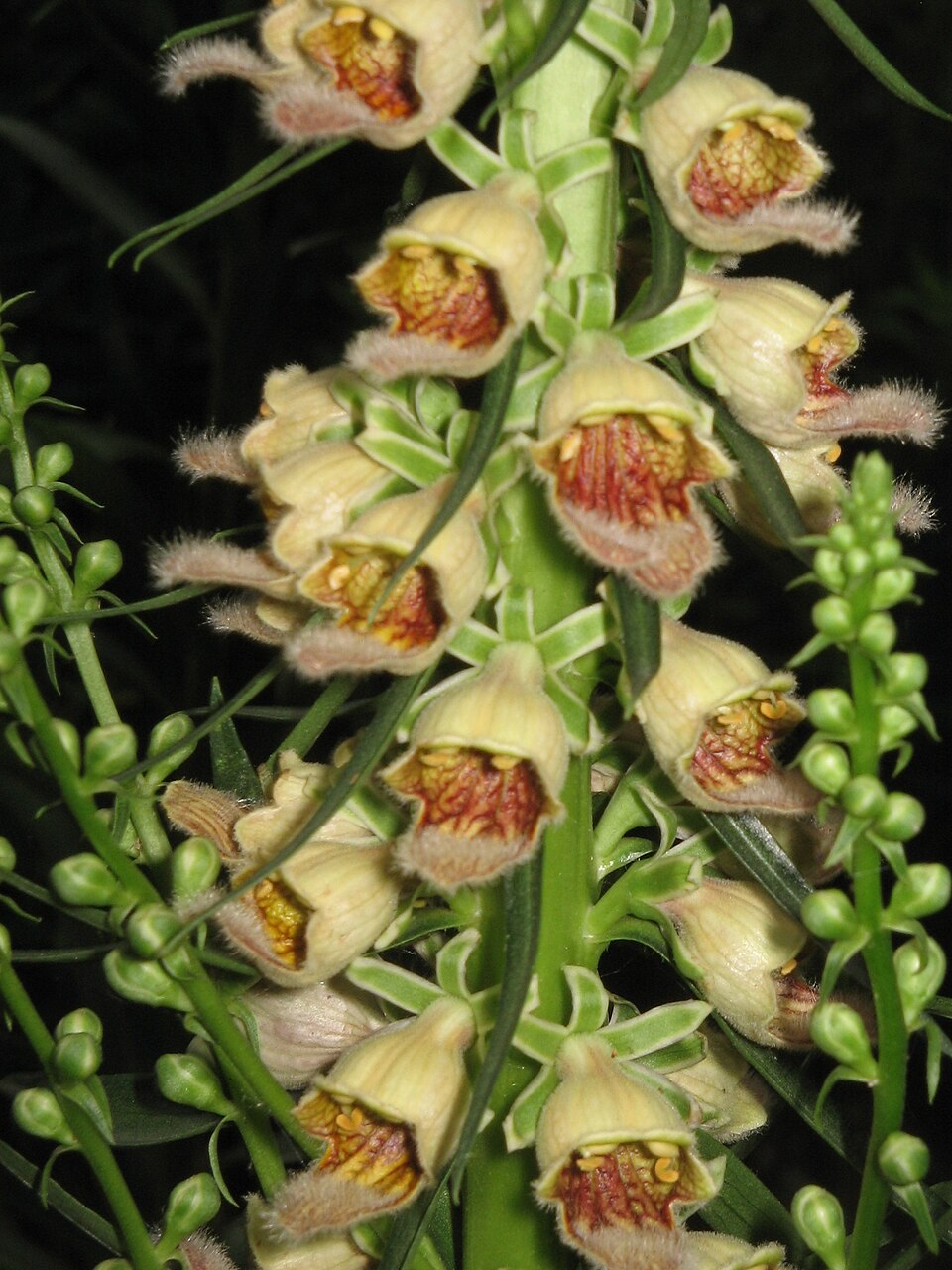 Digitalis ferruginea (Rusty Foxglove) (alternate view 7)
