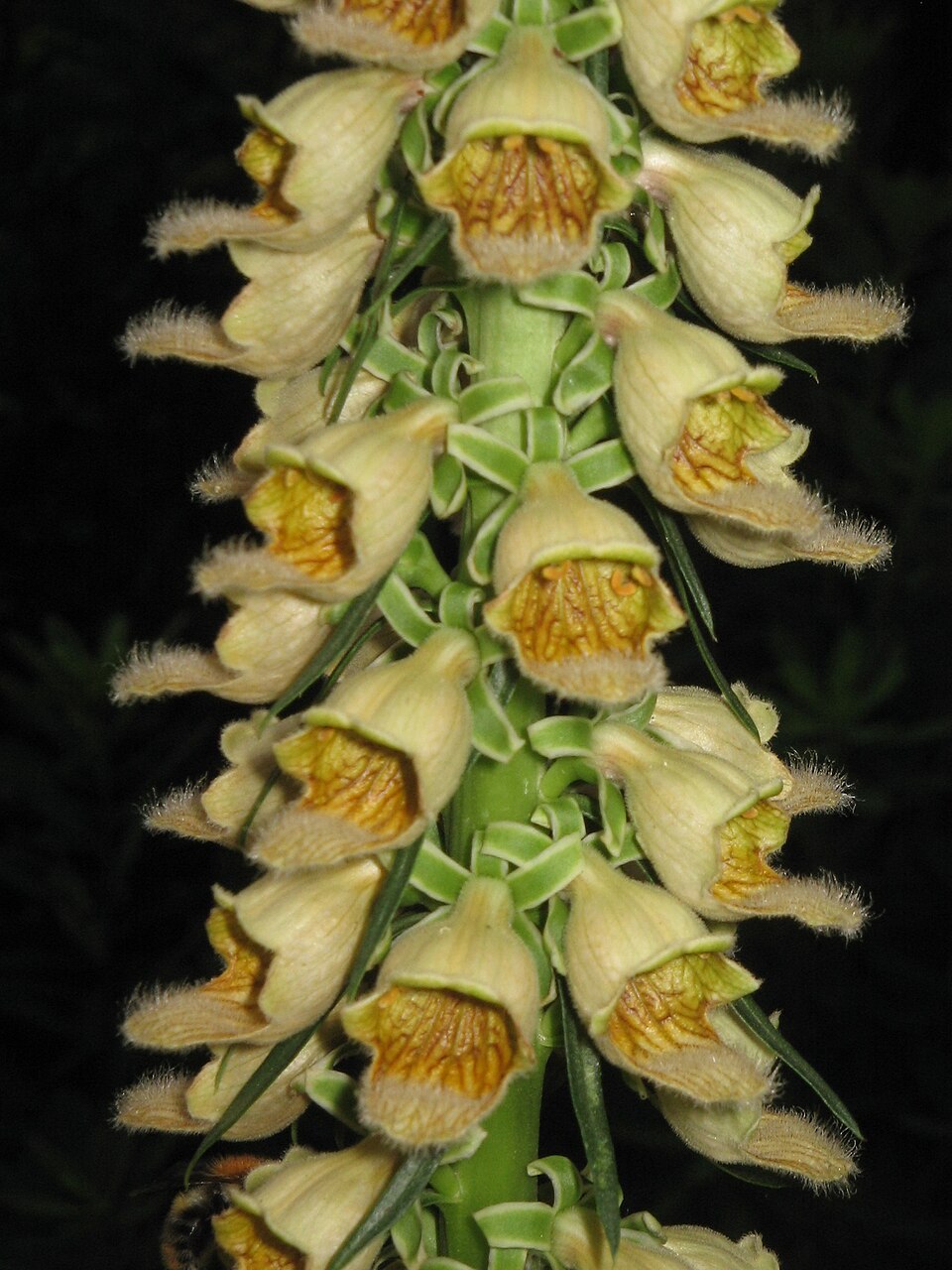 Digitalis ferruginea (Rusty Foxglove) (alternate view 8)