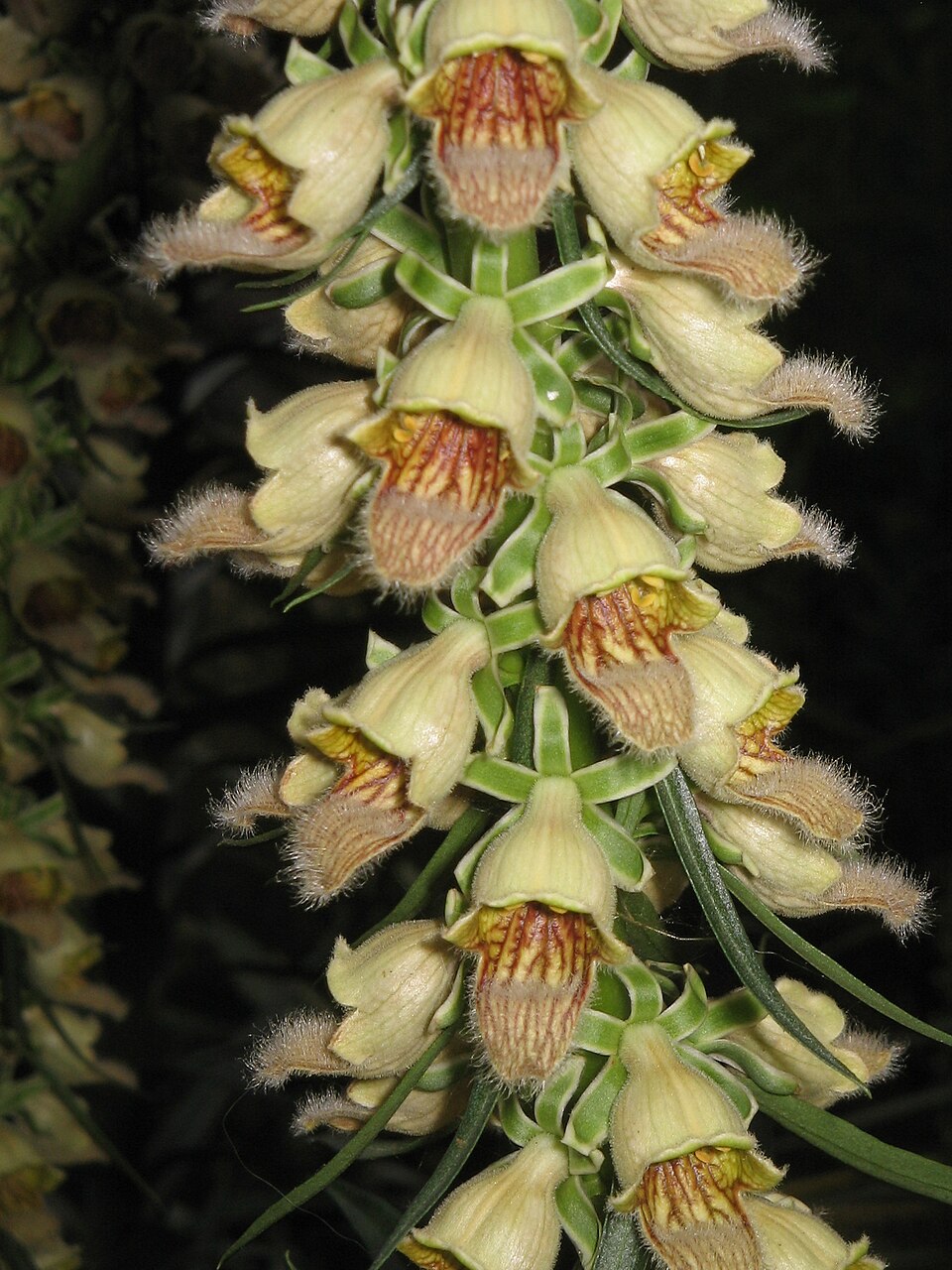 Digitalis ferruginea (Rusty Foxglove) (alternate view 9)
