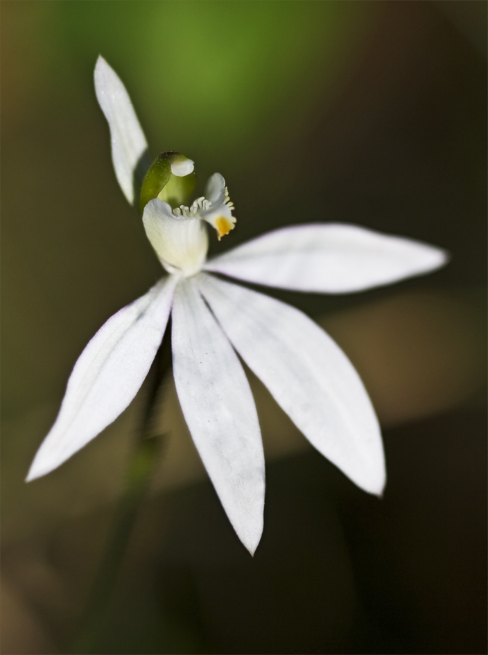 Caladenia catenata (Lady Fingers)