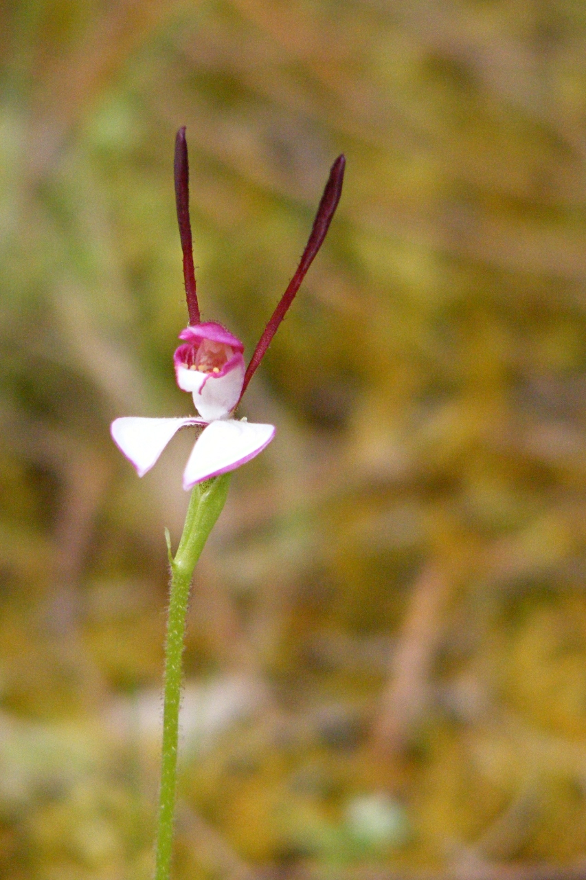 Leptoceras menziesii (Rabbit Orchid)