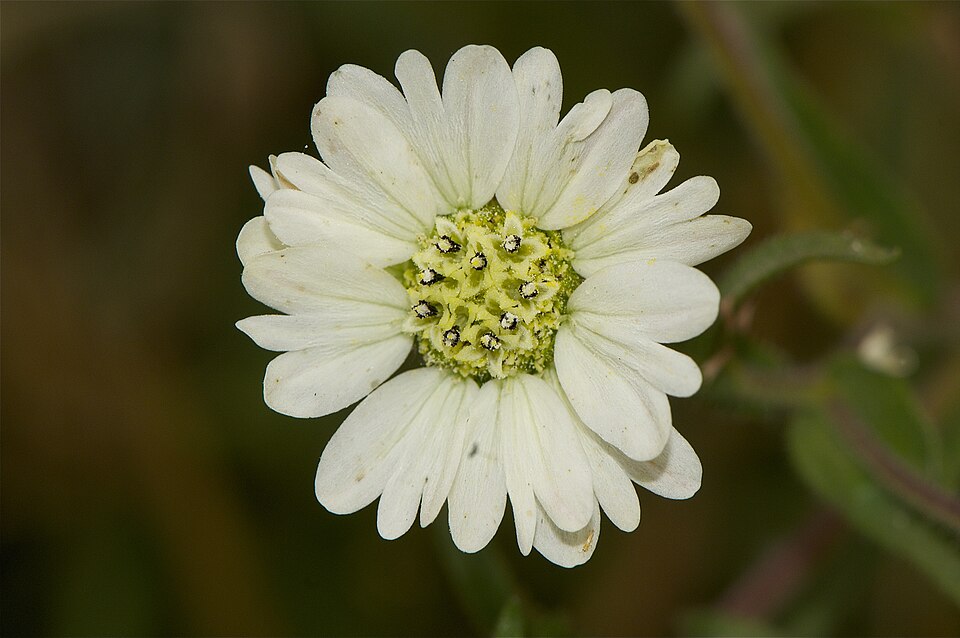 Hemizonia congesta (Hayfield Tarweed)