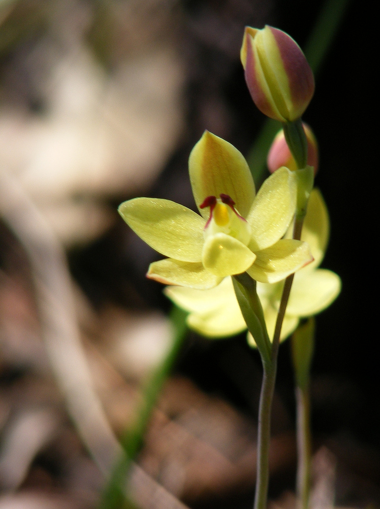 Thelymitra antennifera (lemon-scented sun orchid)