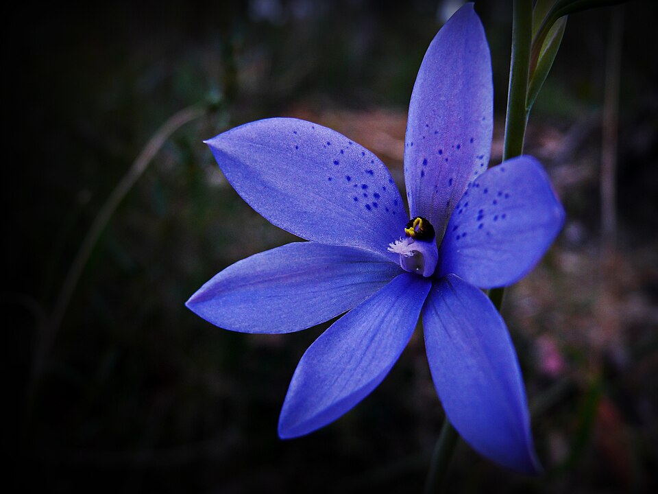 Thelymitra ixioides (spotted sun-orchid)