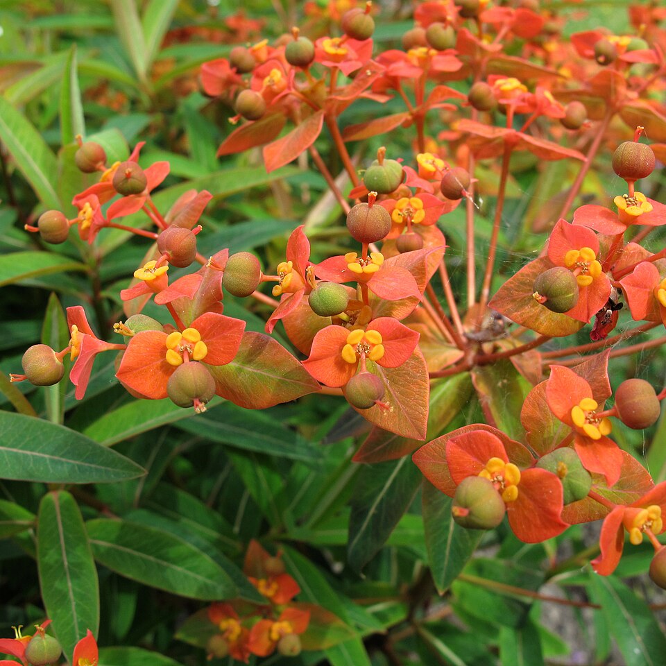 Euphorbia griffithii (orange spurge) (alternate view 7)