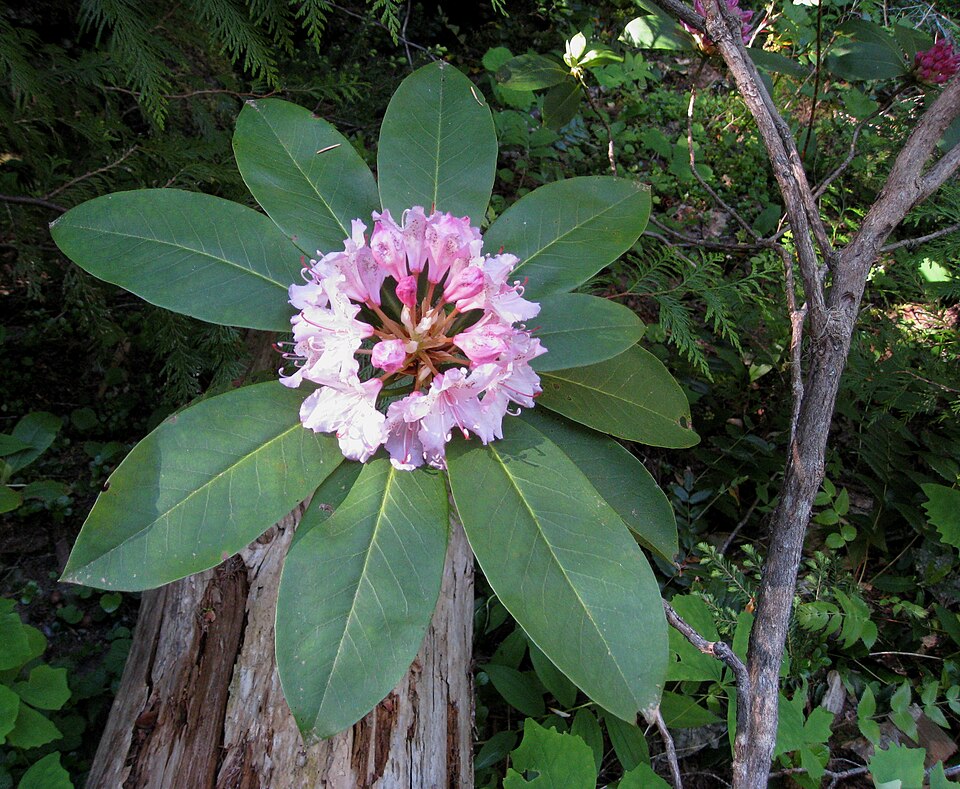 Rhododendron macrophyllum (Pacific Rhododendron) (alternate view 11)