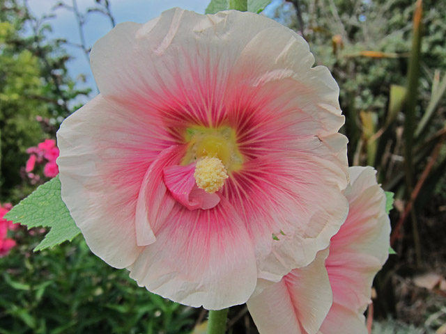 Alcea (hollyhocks) (alternate view 6)