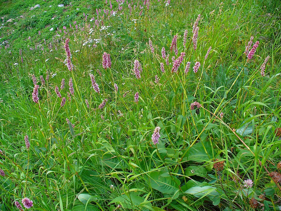 Bistorta officinalis (common bistort)