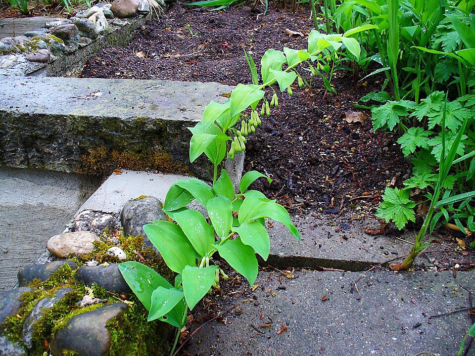 Polygonatum multiflorum (Solomon's-seal)
