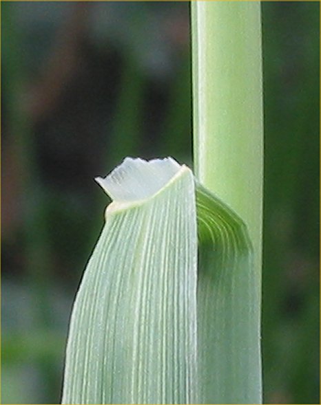 Alopecurus pratensis (Meadow Foxtail)