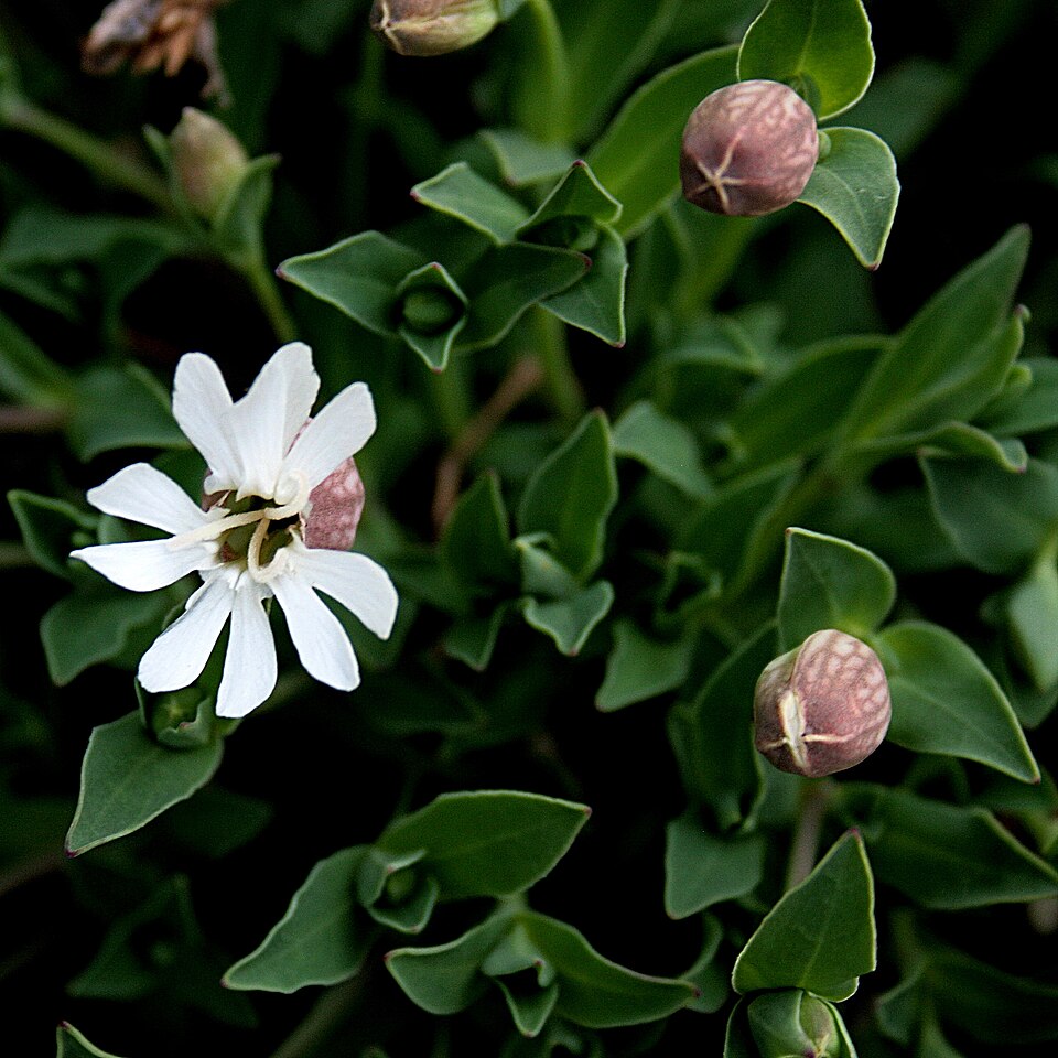 Silene uniflora (Sea Campion)