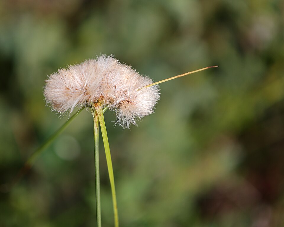 Eriophorum virginicum (tawny cottongrass) (alternate view 6)
