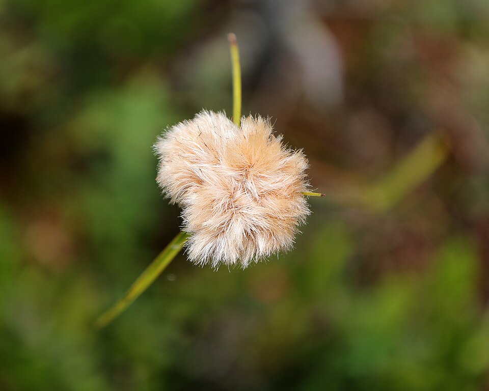Eriophorum virginicum (tawny cottongrass) (alternate view 7)