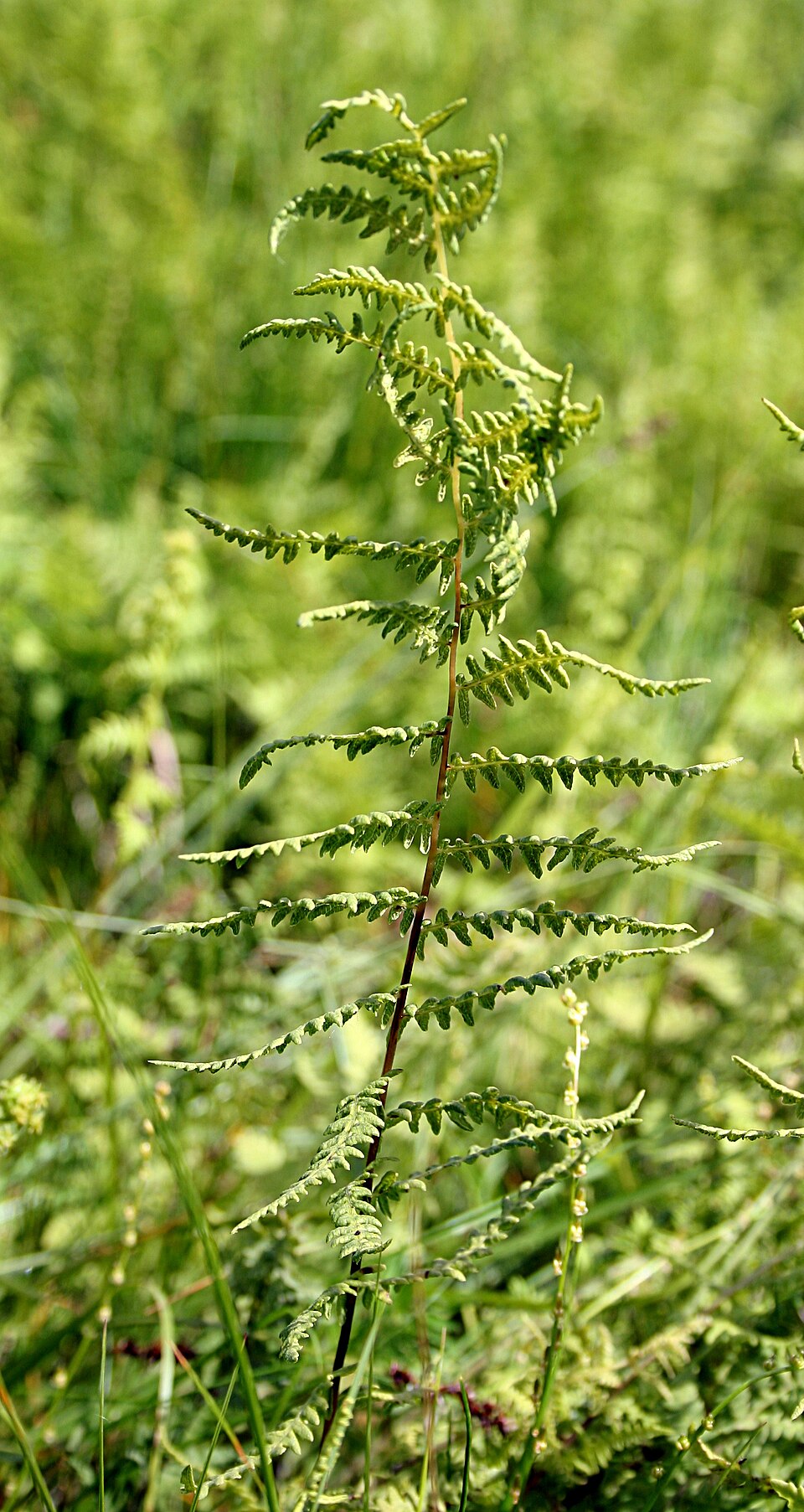 Thelypteris palustris (marsh fern) (alternate view 9)