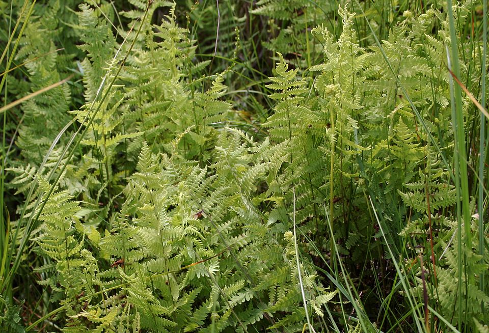 Thelypteris palustris (marsh fern) (alternate view 10)