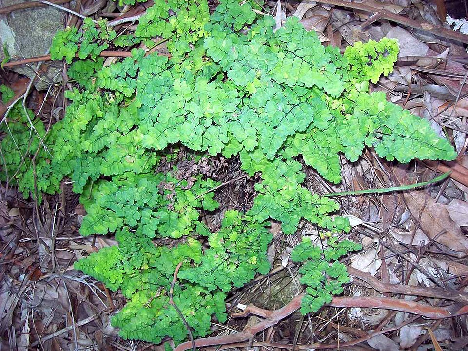 Adiantum aethiopicum (common maidenhair fern) (alternate view 3)