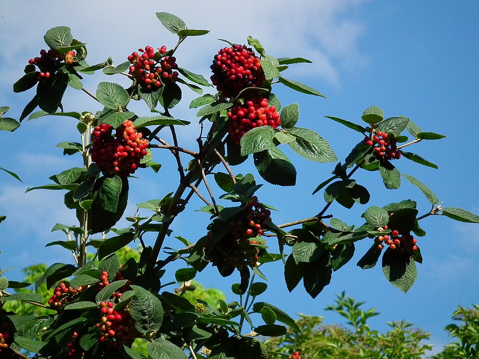 Viburnum lantana (Wayfaring-tree)