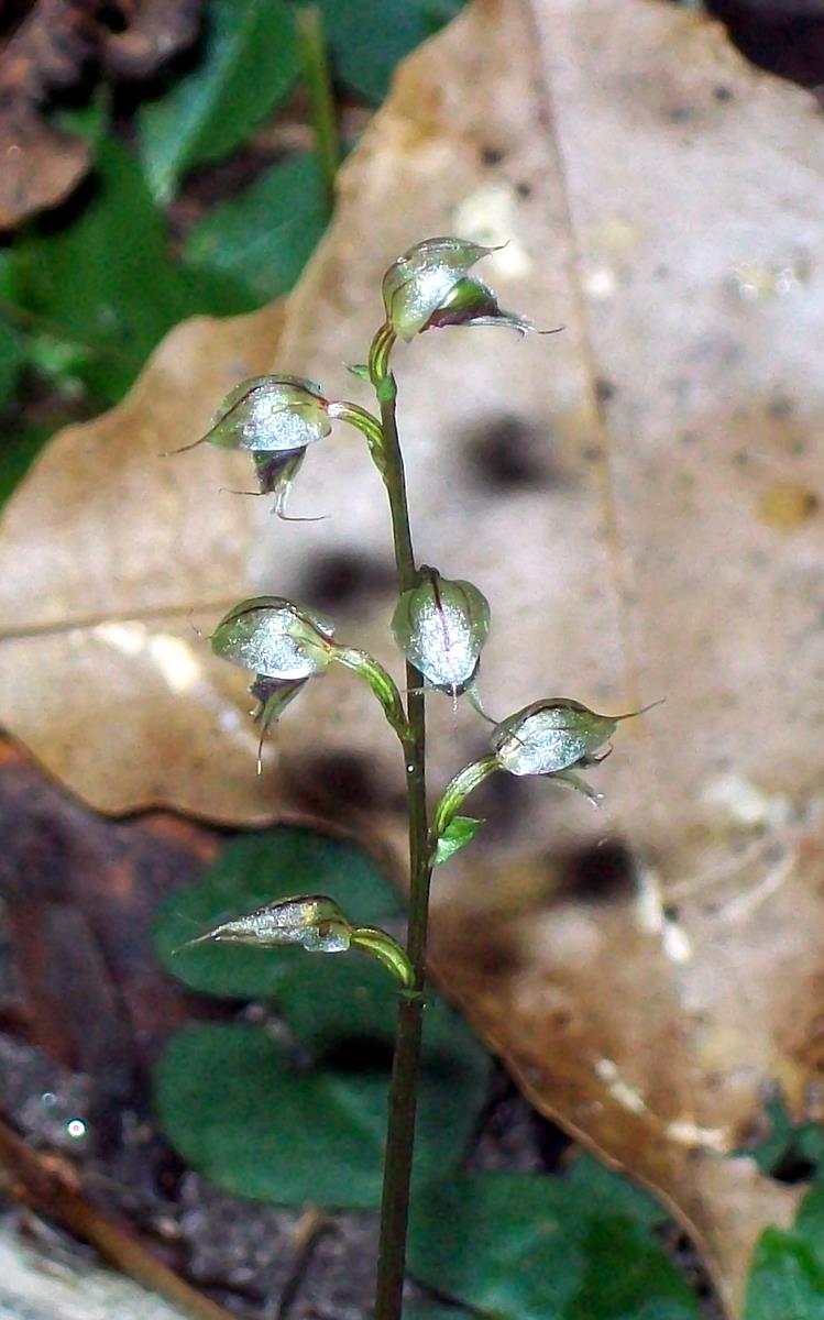 Acianthus fornicatus (Pixie Caps)