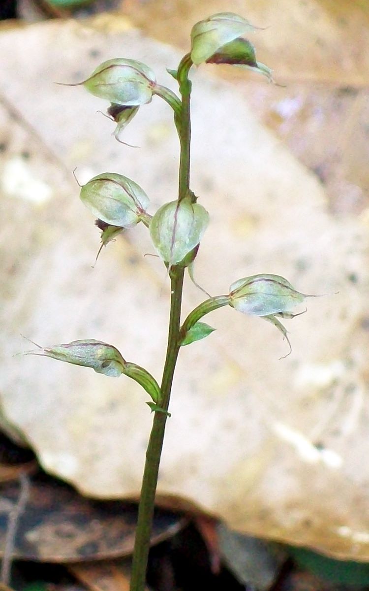 Acianthus fornicatus (Pixie Caps) (alternate view 2)