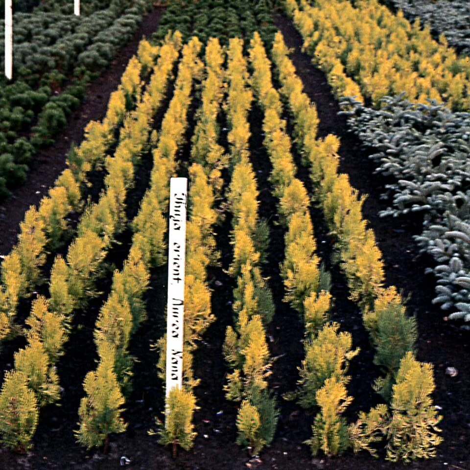 Platycladus orientalis 'Aurea Nana' (Berckmans Gold Arborvitae) (alternate view 2)