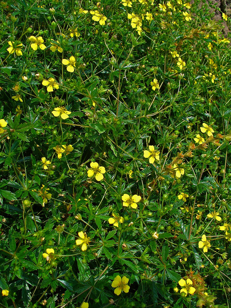 Potentilla erecta (Tormentil)