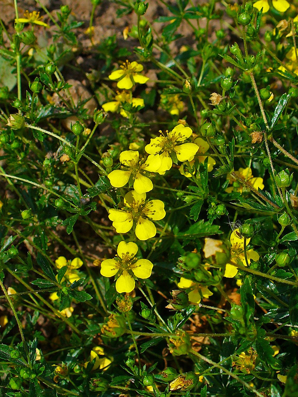 Potentilla erecta (Tormentil)