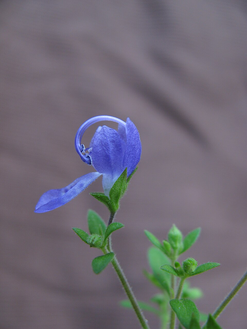 Trichostema dichotomum (Blue Curls) (alternate view 8)