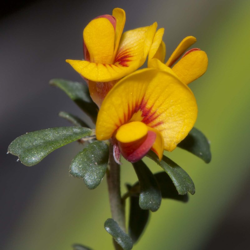 Pultenaea retusa (Notched Bush-pea) (alternate view 6)