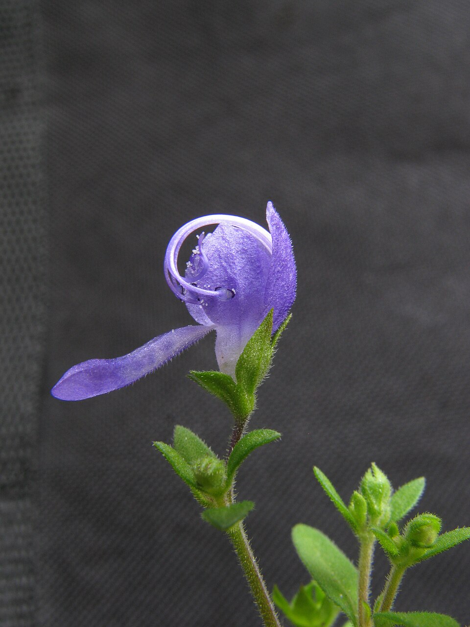 Trichostema dichotomum (Blue Curls) (alternate view 9)