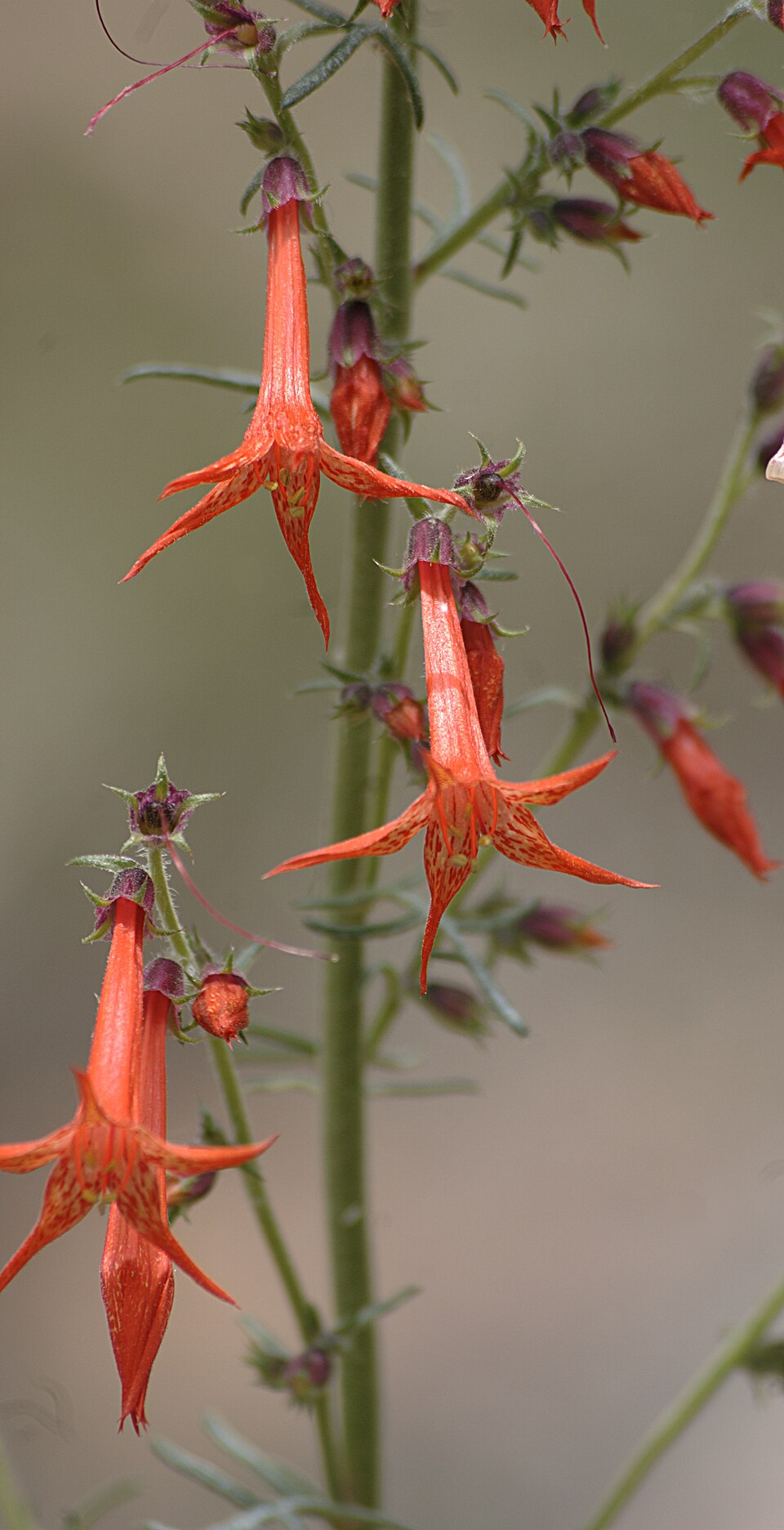 Ipomopsis aggregata (Scarlet Gilia) (alternate view 3)