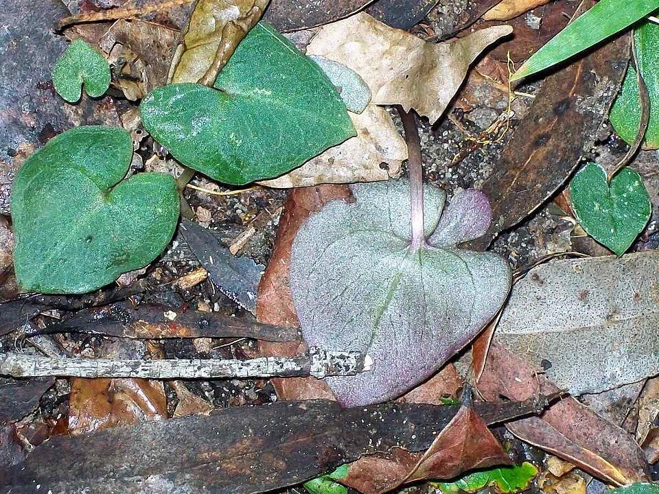 Acianthus fornicatus (Pixie Caps) (alternate view 3)