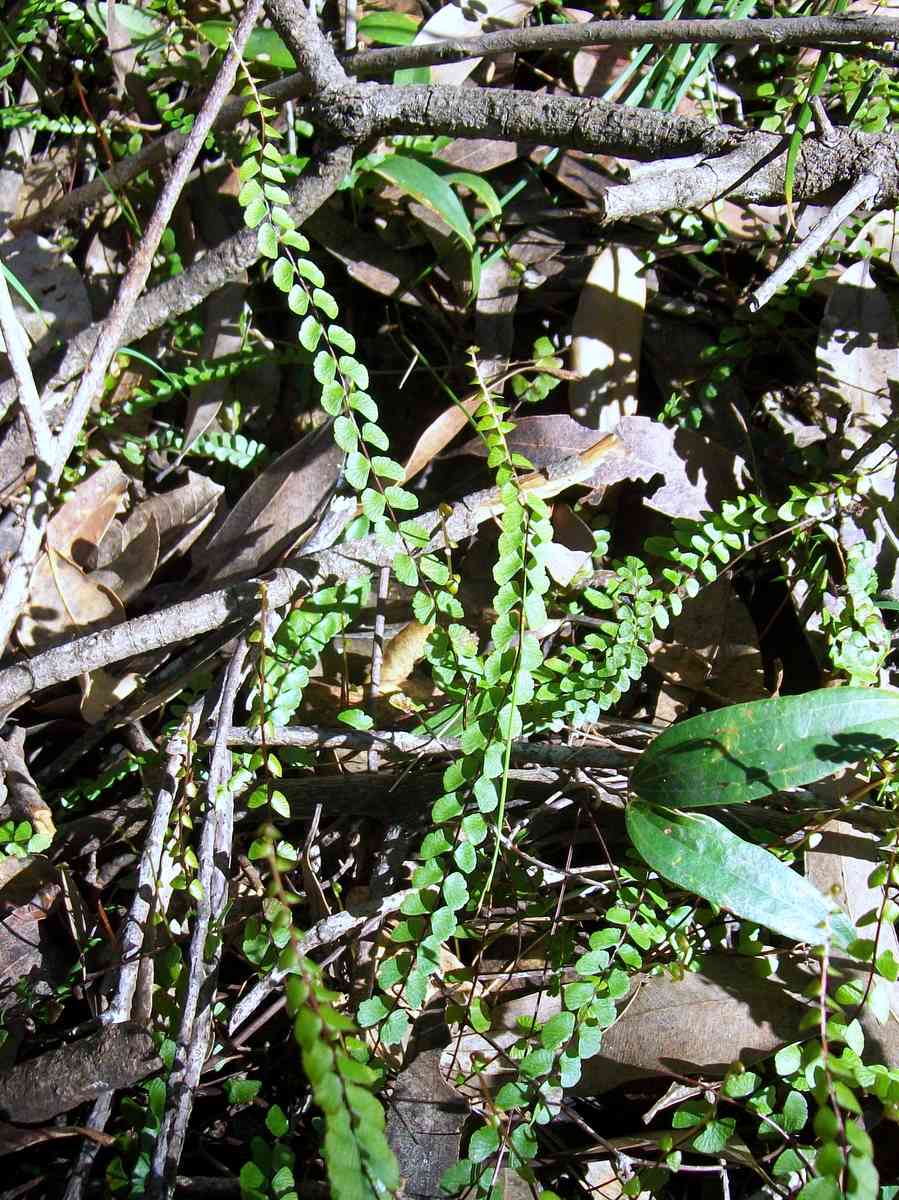 Lindsaea linearis (Screw Fern) (alternate view 6)