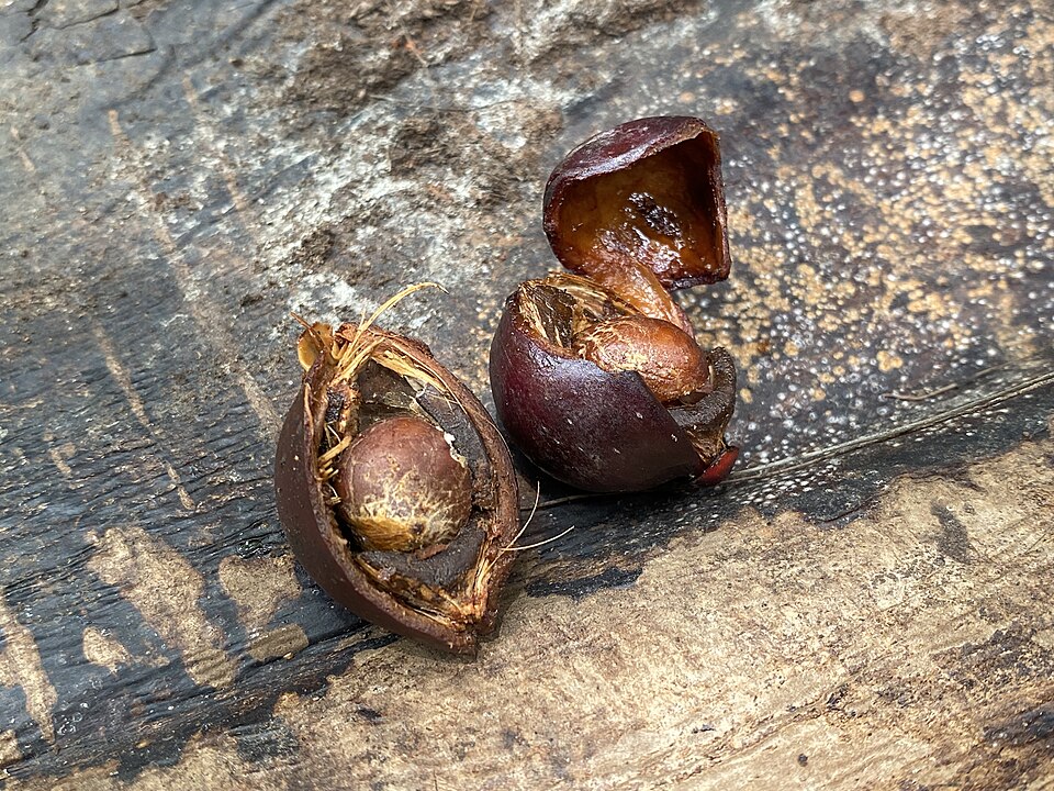 Dypsis