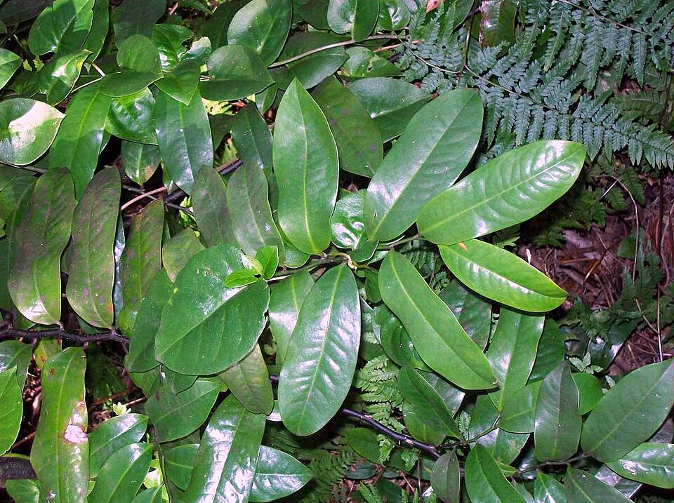 Eupomatia laurina (Bolwarra) (alternate view 6)