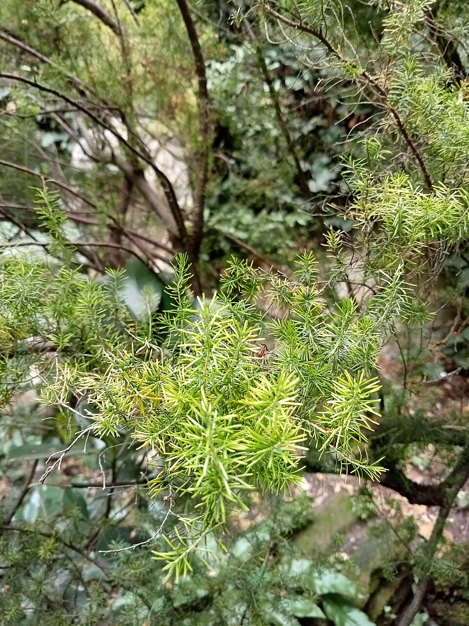 Erica lusitanica (Portuguese Heath) (alternate view 2)