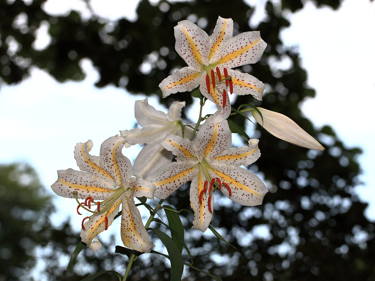 Lilium auratum, Golden-rayed lily — upright deciduous (Liliaceae) (image 2 of 10)
