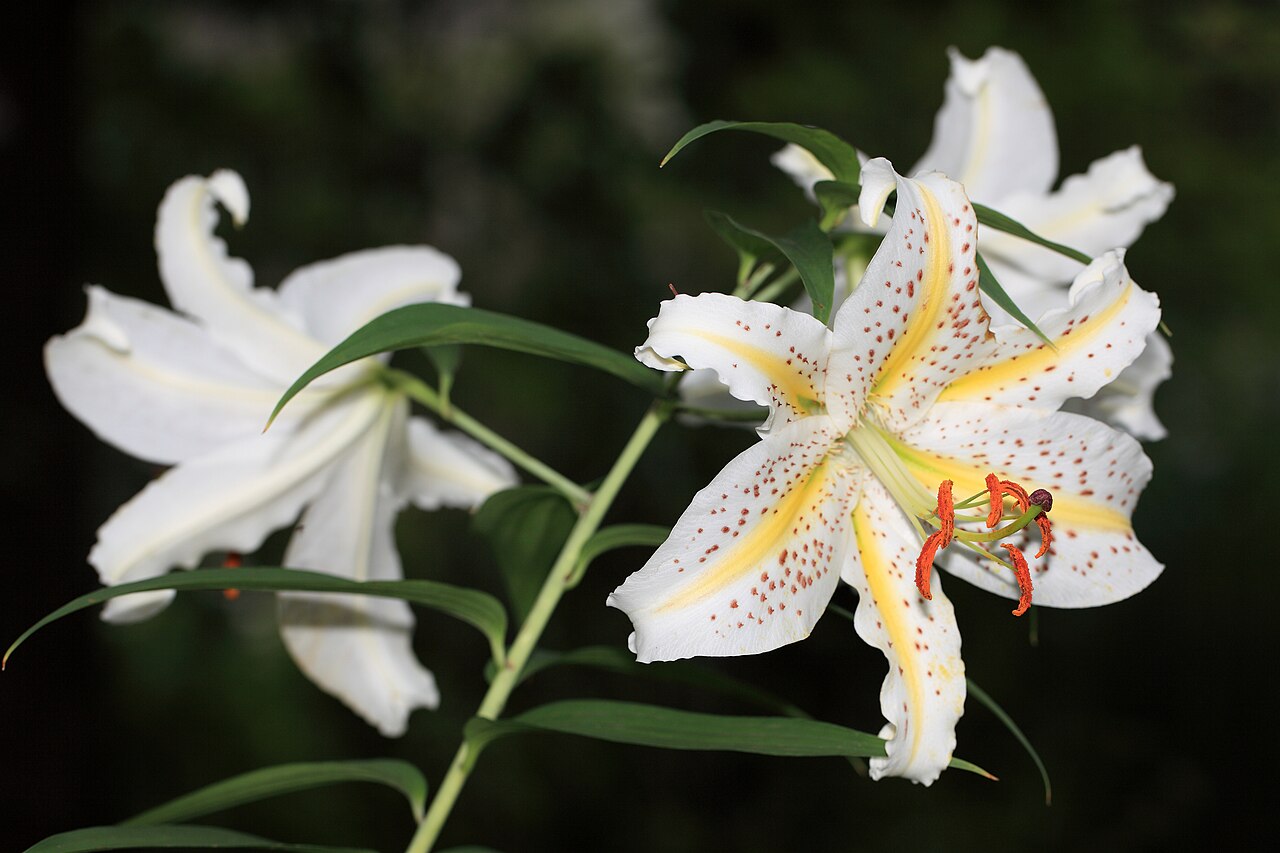 Lilium auratum, Golden-rayed lily — upright deciduous (Liliaceae) (image 3 of 10)