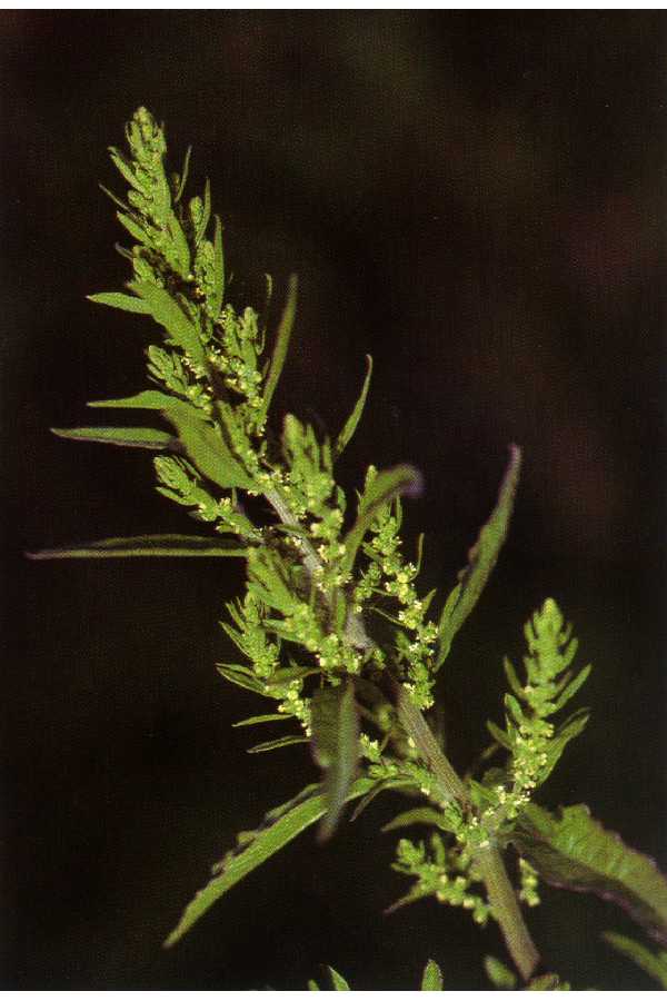Dysphania ambrosioides (Mexican tea) (alternate view 6)