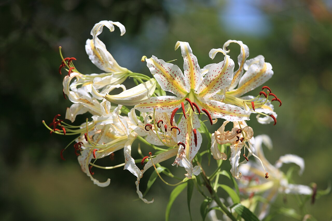 Lilium auratum, Golden-rayed lily — upright deciduous (Liliaceae) (image 4 of 10)