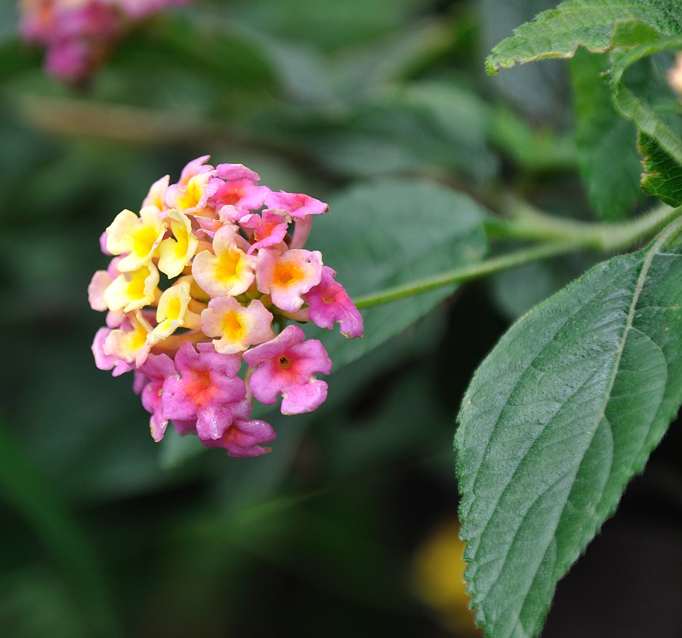 Lantana (Lantanas)